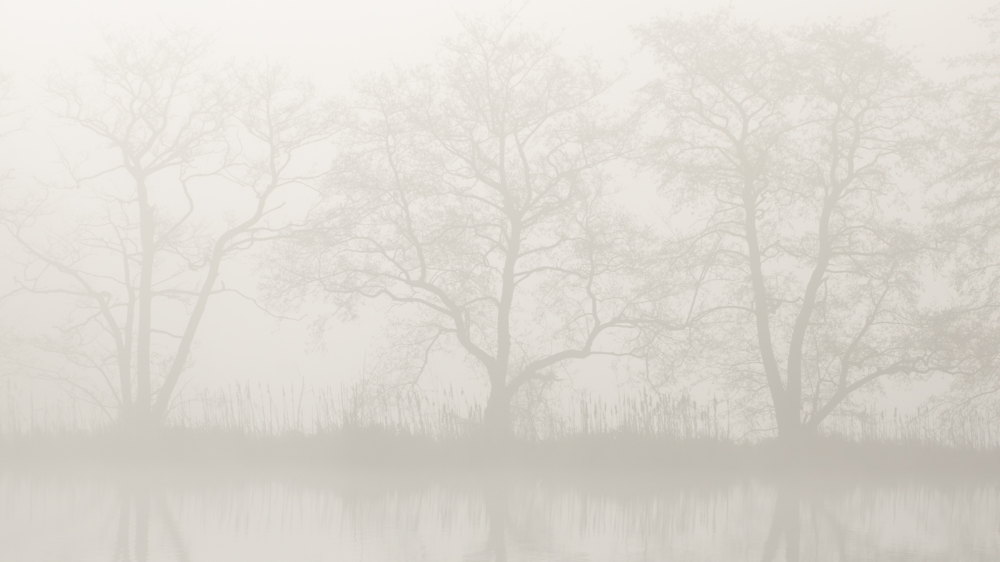 Trees fading into mist in a soft and quiet atmosphere