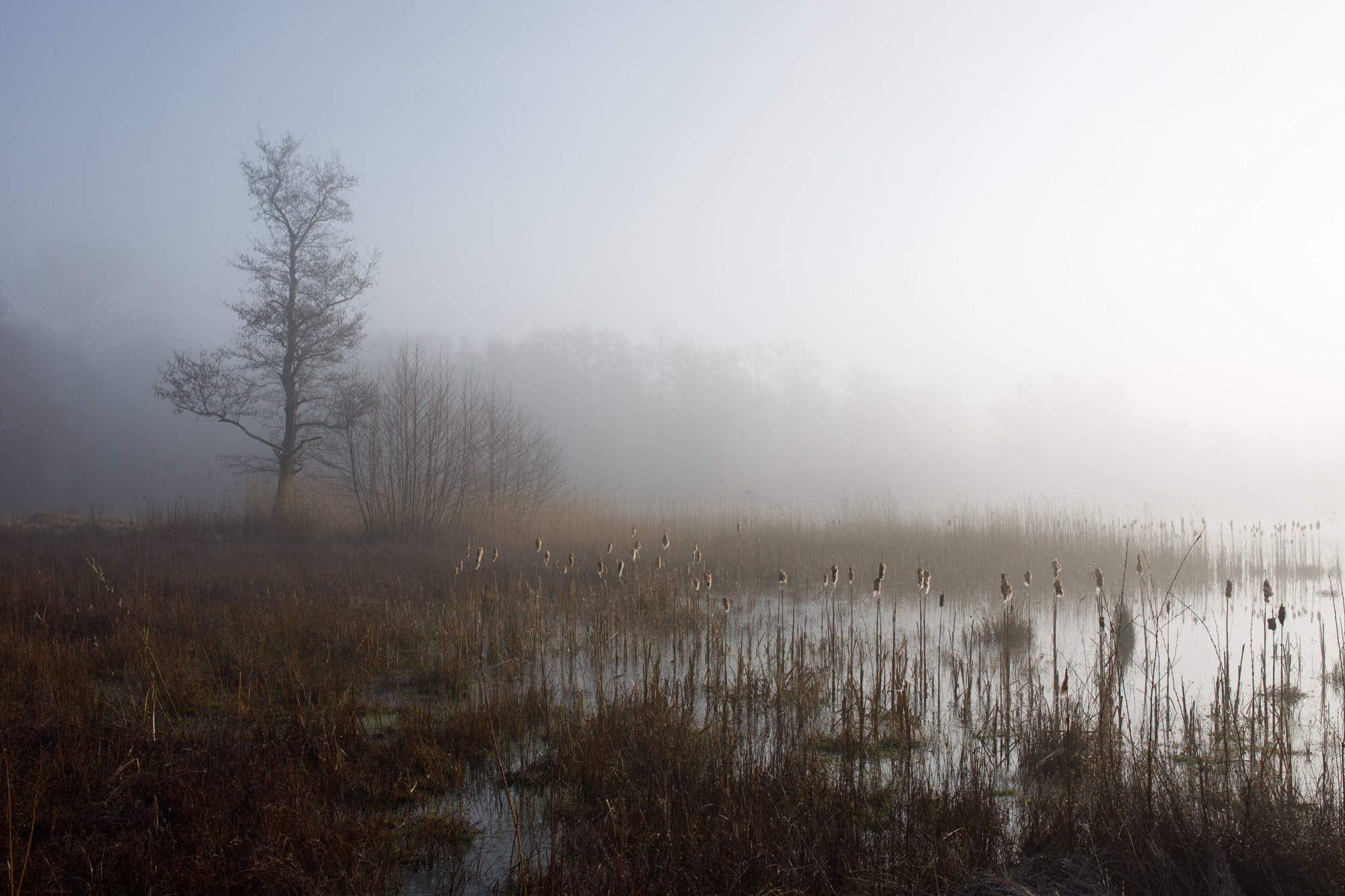 Misty lakeside scene with soft tones and still reflections