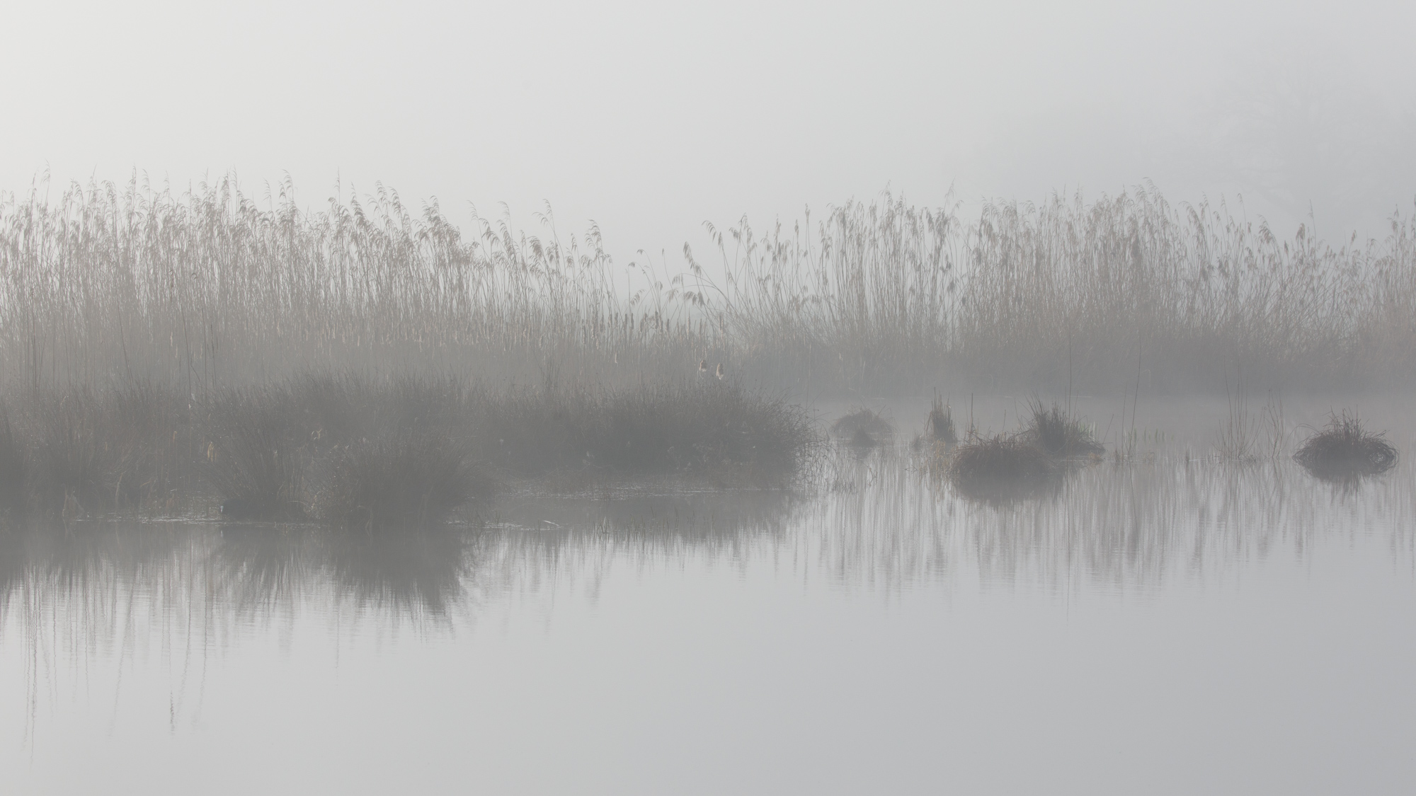 Waterscape with delicate texture and quiet visual rhythm