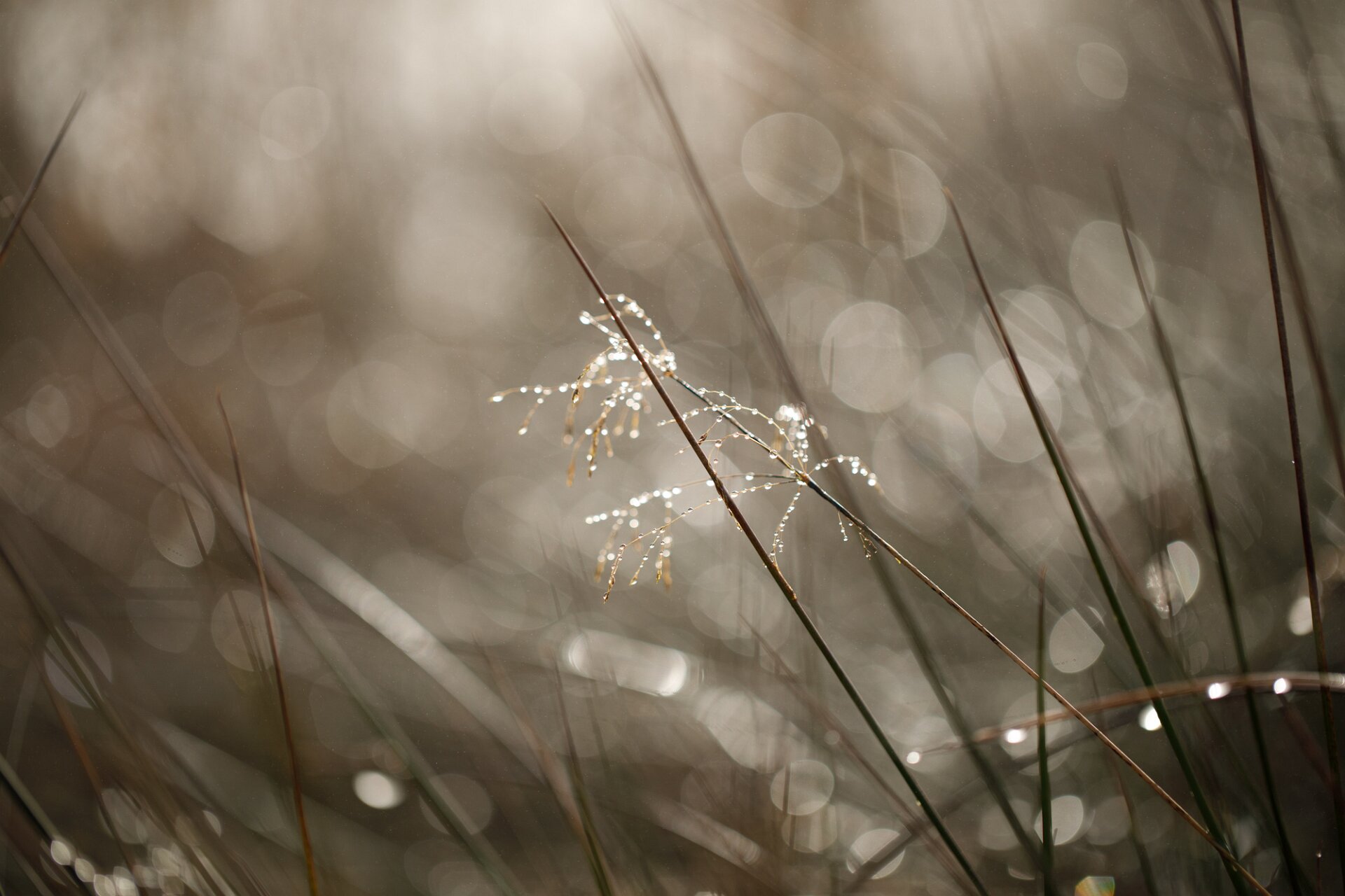 Trees fading into mist in a soft and quiet atmosphere