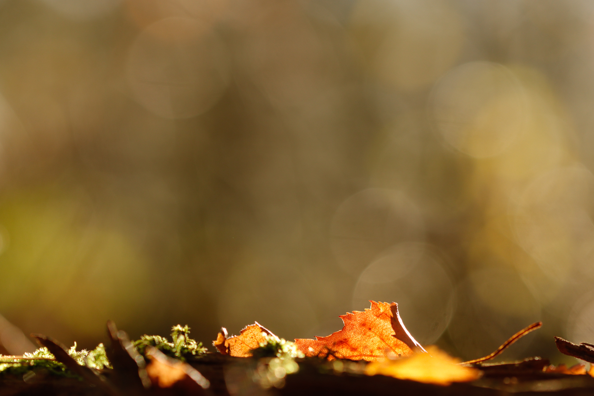 Trees fading into mist in a soft and quiet atmosphere